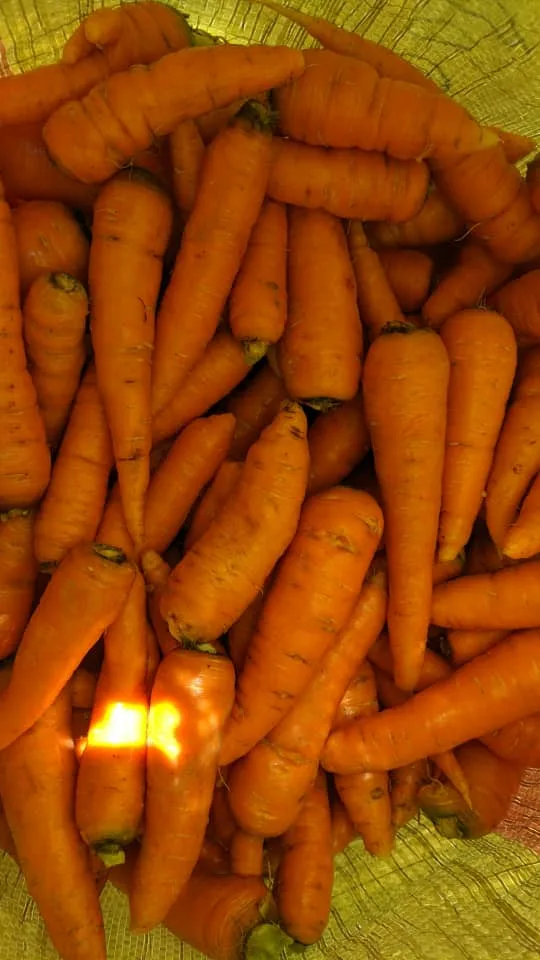 Carrots